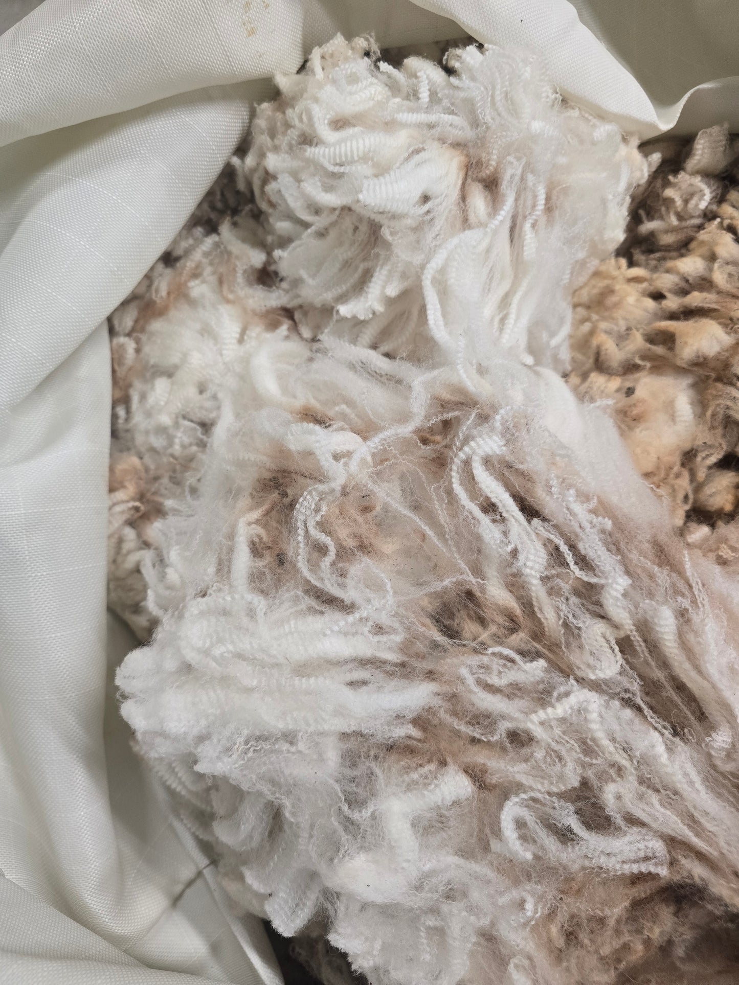 Raw Fine Merino Fleece
